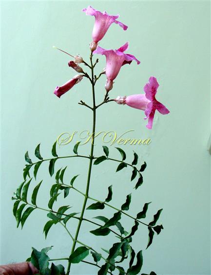  Inflorescence